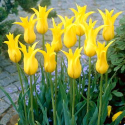Tulip 'West Point' - nagy csomag - 50 db.