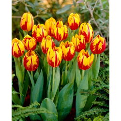 Tulipan 'Mickey Mouse' - stor pakke - 50 stk.