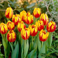 Tulipan 'Mickey Mouse' - stor pakke - 50 stk.