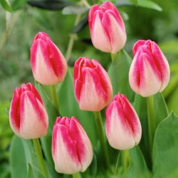 Tulip 'Page Polka' - large package - 50 pcs