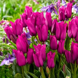 Tulipán 'Purple Bouquet' - nagy csomag - 50 db.