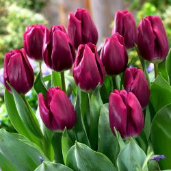 Recreado' Tulpe - großes Paket - 50 Stück