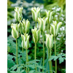 Tulip 'Spring Green' - nagy csomag - 50 db.