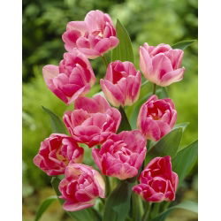 Tulipán „Up Star“ - velké balení - 50 ks.