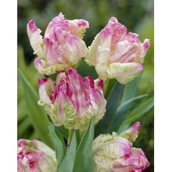 Tulipán 'Webers Parrot' - velké balení - 50 ks.