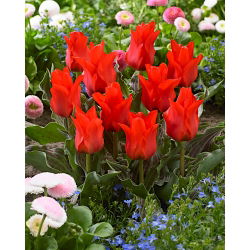 Tulipán „Červená Karkulka“ - velké balení - 50 ks.