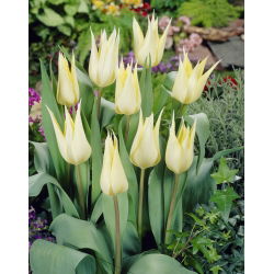 Tulp 'Sapporo' - grootverpakking - 50 st - 