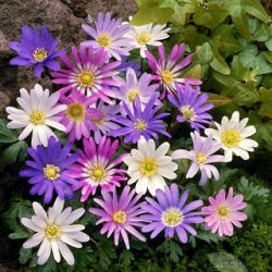 Anemonă balcanică - amestec de varietăți de culori - pachet XXXL! - 400 buc.; Floarea vântului grec, floarea vântului de iarnă