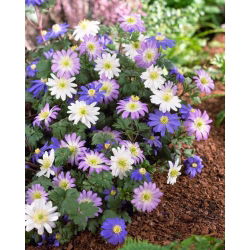 Anemonă balcanică - amestec de varietăți de culori - pachet XXXL! - 400 buc.; Floarea vântului grec, floarea vântului de iarnă