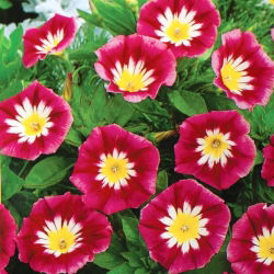 Kırmızı cüce sabah şan "Red Ensign"; üç renkli convolvulus - 200 tohum - Convolvulus tricolor - tohumlar