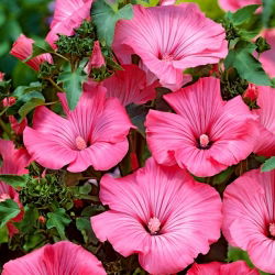 Mallow pohon merah muda - 