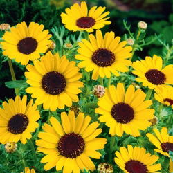 Crisantemo Campestre - Giallo e Nero - Chrysanthemum segetum - Bagliore dorato, perfetto per i prati - Semi Freschi