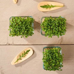 „Microgreens“ - raketa, rukola - unikalaus skonio jauni lapai - 1 kg - 