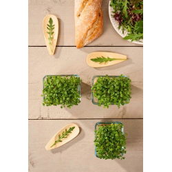 „Microgreens“ - raketa, rukola - unikalaus skonio jauni lapai - 1 kg - 