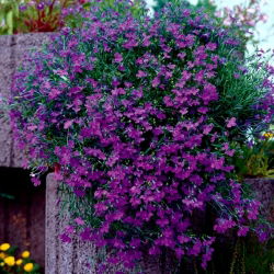 Purple trailing lobelia