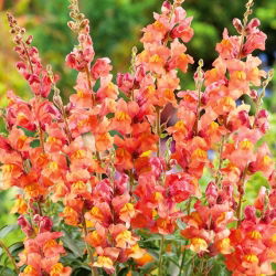 Snapdragon berbunga oranye tinggi - 