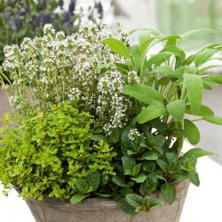 Mélange d'herbes - Plantes mellifères vivaces - Herbes vivaces mellifères pour abeilles et épices - Graines fraîches