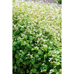Soba organik - tumbuhan pelbagai jenis - 100 gram - 
