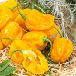 Гострий жовтий перець Habanero Yellow; перець чилі - 