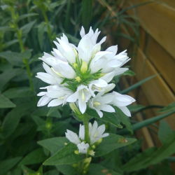 Clustered Bellflower - Mixed - Campanula glomerata - Vibrant Blooms for Summer Flower Beds - Fresh Seeds