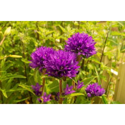 Clustered Bellflower - Mixed - Campanula glomerata - Vibrant Blooms for Summer Flower Beds - Fresh Seeds