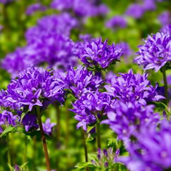 Clustered Bellflower - Mixed - Campanula glomerata - Vibrant Blooms for Summer Flower Beds - Fresh Seeds