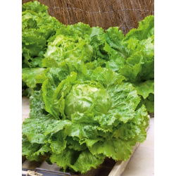 Saladin selada gunung es - 