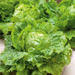 Saladin selada gunung es - 