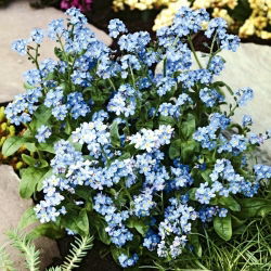 Unustage-Me-Not, Puidust Unustage-Me-Ei seemned - Myosotis alpestris - 450 seemnet - Myosotis alpestris
