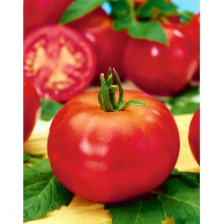 Tomato - Betalux - Early Harvest, Rich Flavour, Compact Size - Fresh Seeds