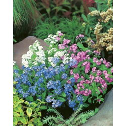 Alpine Forget-Me-Ei segatud seemned - Myosotis alpestris - 800 seemet
