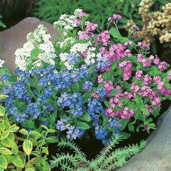 Alpine Forget-Me-Ei segatud seemned - Myosotis alpestris - 800 seemet
