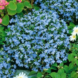 Light blue edging lobelia; garden lobelia