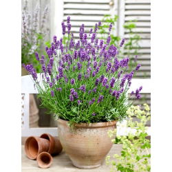 Hoa oải hương thật, hạt oải hương tốt - Lavendula vera - 180 hạt - Lavendula officinalis