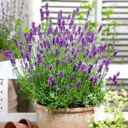 Hoa oải hương thật, hạt oải hương tốt - Lavendula vera - 180 hạt - Lavendula officinalis
