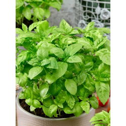 Semena sladkega bazilika - Ocimum basilicum - 650 semen