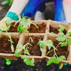 Square peat pots 8 x 8 cm - 48 pieces