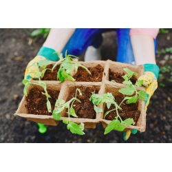 Firkantede torvpotter 8 x 8 cm - 6 stk - 
