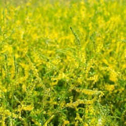 Cỏ ba lá ngọt vàng - cây melliferous - 100 gram; melilot vàng, melilot có gân, melilot thường - 