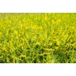 Cỏ ba lá ngọt vàng - cây melliferous - 100 gram; melilot vàng, melilot có gân, melilot thường - 
