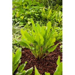 Sorrel Bellville biasa - 500 gram; bayam dermaga, coklat kemerah-merahan taman - 