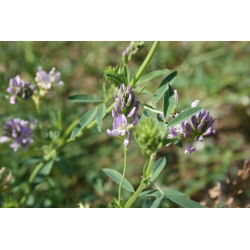 Alfalfa 'Eugenia' - 1 kg - 