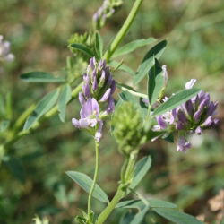 Alfalfa 'Eugenia' - 1 kg - 