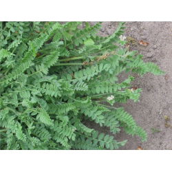 Serradella 'Emena' - 1 kg - 