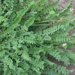 Serradella 'Emena' - 1 kg - 