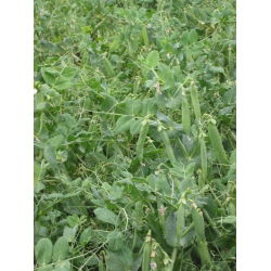 Zirņi - Milwa - 5 kg - Agrīna lopbarības šķirne ar bagātīgu ražu - Svaigas sēklas