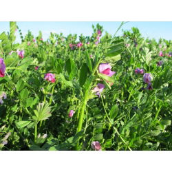 Veccia comune &#39;Hanka&#39; - 1 kg; tara - 