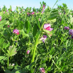Veccia comune &#39;Hanka&#39; - 1 kg; tara - 