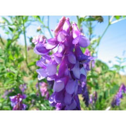 Hårete vetch 'Rea' - 1 kg; fôrvikke, vintervikke - 