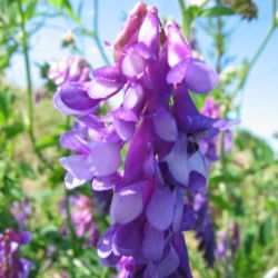 Hårete vetch 'Rea' - 1 kg; fôrvikke, vintervikke - 